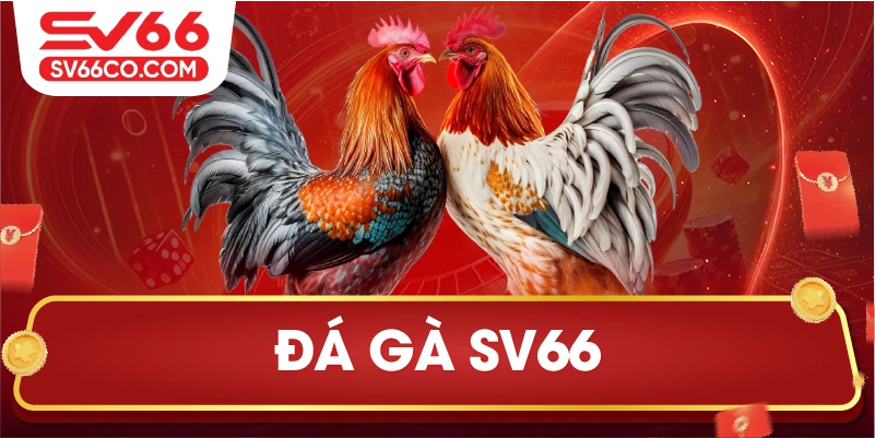 Đá gà SV66